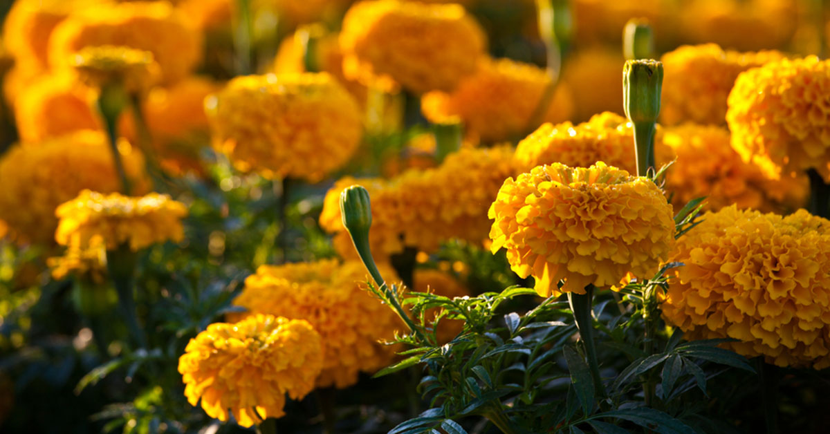 The Unknown Health Benefits Of Marigold Setu